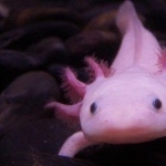 Axolotl breed