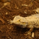Bearded Dragon new wallpapers