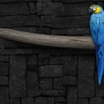 Blue-and-yellow Macaw photo
