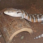 Blue-tongued Skink high definition wallpapers