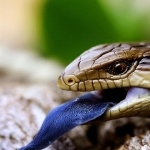 Blue Tailed Skink wallpaper