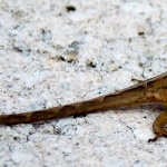 Brown Anole wallpapers