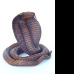 Brown Snake desktop