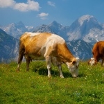 Cow breed