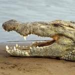 Crocodile pic