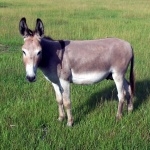 Donkey wallpapers