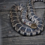 Northern Water Snake images