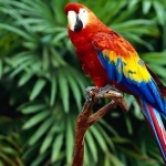 Parrot image
