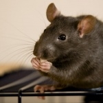 Rat images