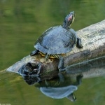 Red-eared Slider Turtle download wallpaper