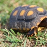 Red-footed Tortoise funny