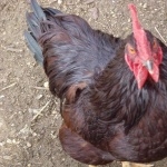 Rhode Island Red Rooster hd pics