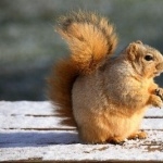 Squirrel high quality wallpapers