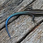 Three Lined Skink pic