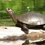 Western Pond Turtle new photos