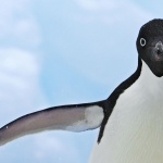 Adelie Penguin free
