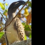 African Grey Hornbill high quality wallpapers