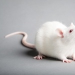 Albino Mouse high quality wallpapers