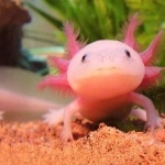 Axolotl photos