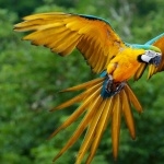 Blue-and-yellow Macaw new wallpaper
