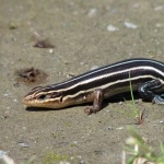 Blue Tailed Skink high definition wallpapers