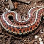Brown Snake 2016