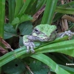 Copes Grey Tree Frogs hd photos
