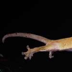 Crested Gecko background