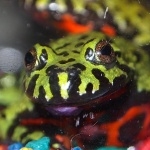Fire Bellied Toad free