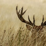 Mule Deer images