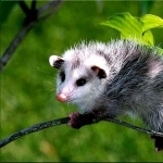 Opossum full hd