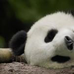 Panda background