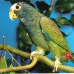 Pionus Parrot background