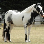 Quarter Horse X Paint hd