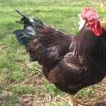 Rhode Island Red Rooster funny
