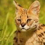Serval wallpapers hd