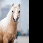 Welsh Pony cute