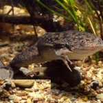 African Clawed Frog new wallpapers