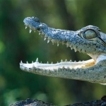 American Crocodile images
