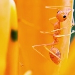 Ants wallpaper