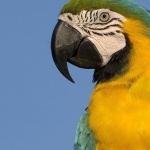Blue-and-yellow Macaw 1080p