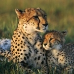 Cheetah free