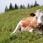 Cow wallpapers hd