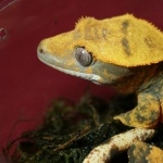 Crested Gecko wallpapers