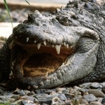 Crocodile hd desktop