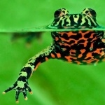 Fire Bellied Toad 1080p