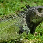 Green Iguana high quality wallpapers