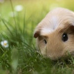 Guinea Pig wallpapers hd