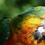 Macaw wallpapers