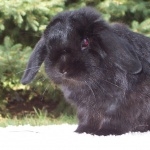 Mini Holland Lop (rabbit) full hd